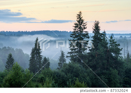 Picturesque summer forest landscape Picturesque summer forest landscape 87332024