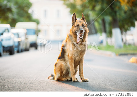 Alsatian Wolf Dog Sitting On Road. Brown German Shepherd Dog Sitting On Road In Sunny Summer Day 87332095