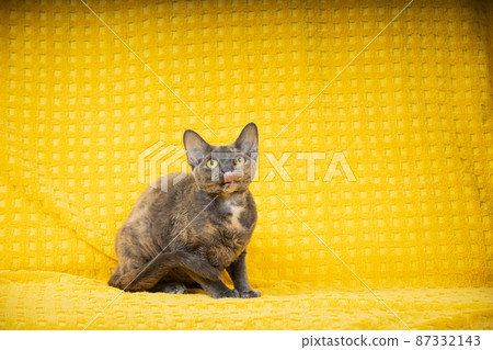 Funny Young Adult Gray Grey Devon Rex Cat. Short-haired Cat Of English Breed On Yellow Plaid Background. Shorthair Pet Cat Tongue. Copy Space Funny Young Adult Gray Grey Devon Rex Cat. Short-haired Cat Of English Breed On Yellow Plaid Background. Shorthair Pet Cat Tongue. Copy Space 87332143
