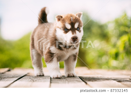 Four-week-old Husky Puppy Of White-brown Color Standing On Wooden Ground. Four-week-old Husky Puppy Of White-brown Color Standing On Wooden Ground. 87332145