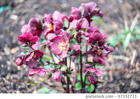 Maroon hellebore, lenten rose, Helleborus Merlin, blooming in a garden Maroon hellebore, lenten rose, Helleborus Merlin, blooming in a garden 87332713