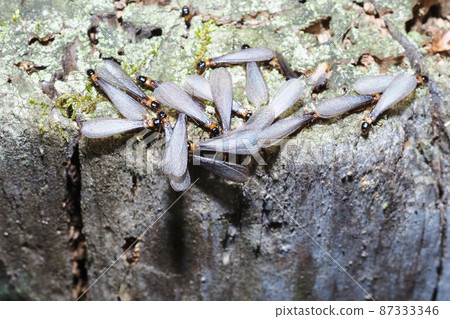 Yamato termite (feather ant) 87333346