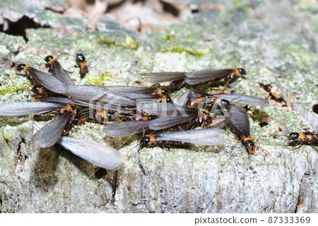 Yamato termite (feather ant) Yamato termite (feather ant) 87333369