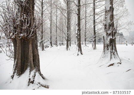 白雪覆蓋的水杉樹 87333537