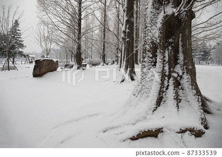 白雪覆蓋的水杉樹 白雪覆蓋的水杉樹 87333539