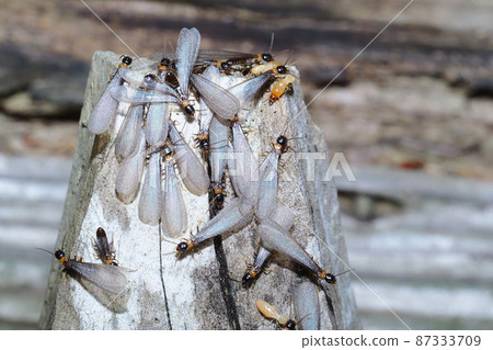 Yamato termite (feather ant) Yamato termite (feather ant) 87333709