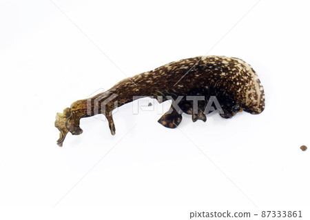 Aplysia Aplysia 87333861