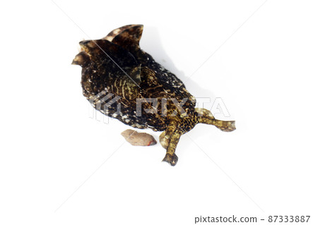 海兔 海兔 87333887