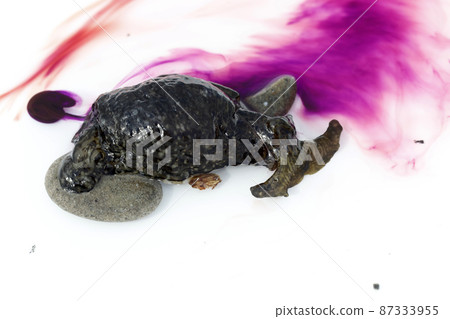 產生紫色液體的海兔 87333955