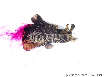 產生紫色液體的海兔 產生紫色液體的海兔 87333956