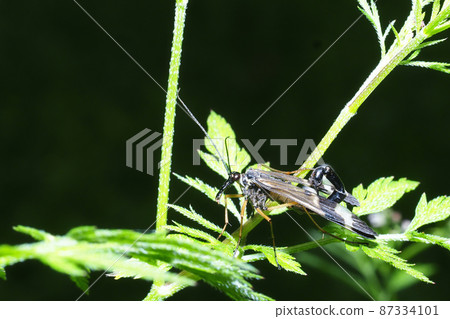 A type of sirigue (male) A type of sirigue (male) 87334101