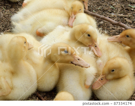 Ducklings Ducklings 87334174