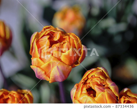 景觀材料：早春盛開的鬱金香 87334436