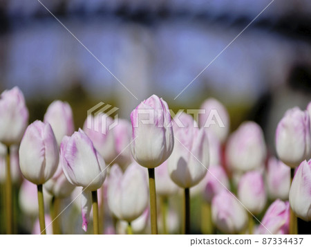 景觀材料：早春盛開的鬱金香 87334437