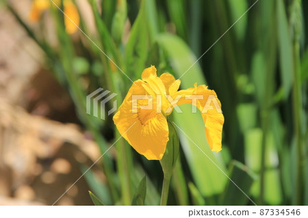 初夏開花的“黃鳶尾” 87334546
