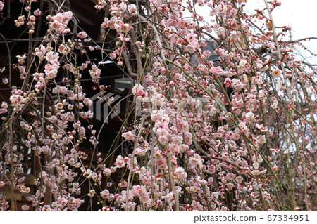 Yushima Tenjin Shrine Ume Ume Matsuri Yushima Tenmangu Yushima Shrine, commonly known as Yushima Tenjin, Yushima, Bunkyo-ku, Tokyo Yushima Tenjin Shrine Ume Ume Matsuri Yushima Tenmangu Yushima Shrine, commonly known as Yushima Tenjin, Yushima, Bunkyo-ku, Tokyo 87334951