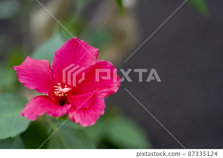 Hibiscus of Hakodate Tropical Botanical Garden Hakodate, Hokkaido 87335124