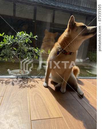 Shiba Inu or Japanese house 87335505