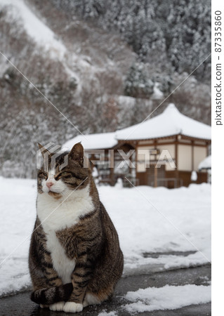 [Echizen City, Fukui Prefecture, January] Futa-kun, a cat who sits proudly while it snows gently 87335860
