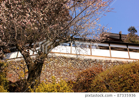 青梅市二又尾開善寺的白梅花 (2) 87335936