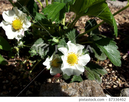 Strawberry flower Strawberry full bloom plant 87336402