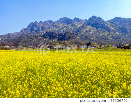 Spring scenery of Wolchulsan and rape fields in full bloom 87336701
