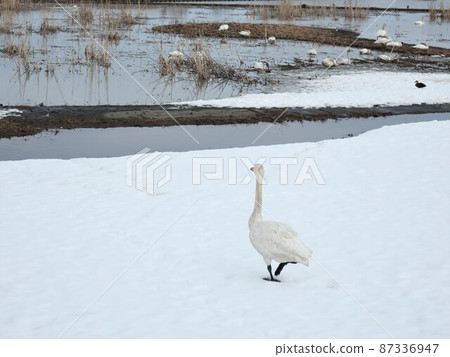 Niigata Prefecture Fukushimagata Swan 87336947