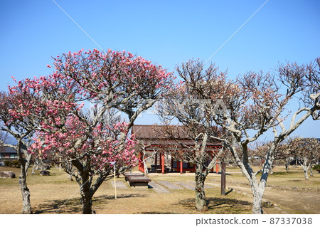 Plum blossom and ancient city rest area 87337038