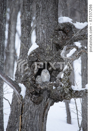 Ezo Owl Ezo Owl 87337266