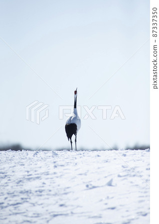 Dandoral cranes 87337350