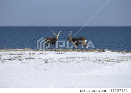 Ezo鹿 Ezo鹿 87337551