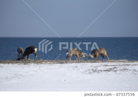 Ezo deer Ezo deer 87337556
