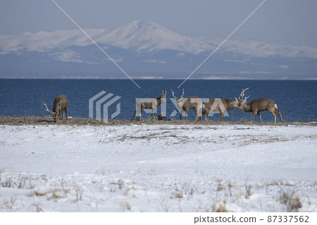 Ezo deer Ezo deer 87337562