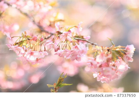 Kawazu cherry tree 87337650
