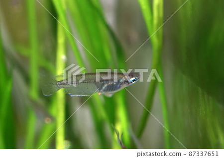 The figure of Indian medaka taken by macro close-up. A composition in which aquatic plants grow in the background in the aquarium. 87337651