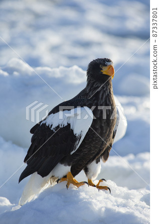 Eagle Eagle 87337801