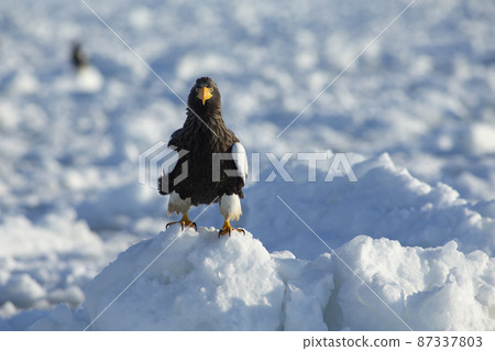 Eagle 87337803