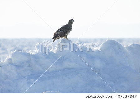 Eagle Eagle 87337847