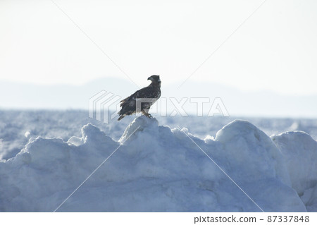 Eagle Eagle 87337848
