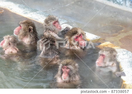 Japanese macaque in Hakodate Tropical Botanical Garden, Hakodate, Hokkaido 87338057