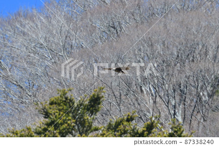 Kumataka的飛行 87338240