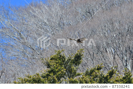 Kumataka的飛行 87338241