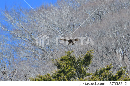 Kumataka的飛行 87338242