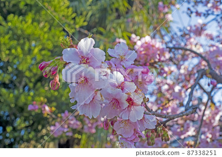 Kawazu cherry blossoms blooming in the bright spring sunlight and pastel-colored background 87338251