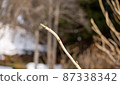 Hydrangea that buds for spring 87338342
