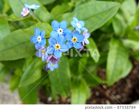 勿忘我,藍色的花朵,葉子,春天的植物 勿忘我,藍色的花朵,葉子,春天的植物 87338784
