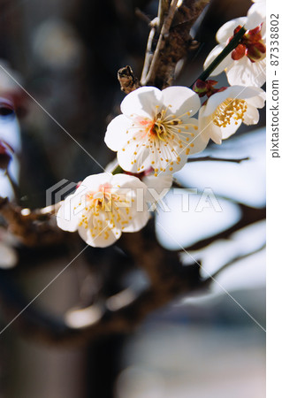Plum blossom  87338802