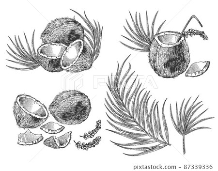 Engraving coconut, cocktail and palm leaves 87339336