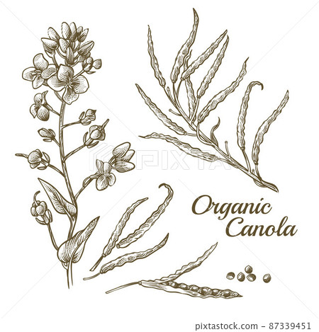 Canola flower, organic colza or rape plant branch 87339451