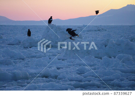 Dandoral cranes Dandoral cranes 87339627